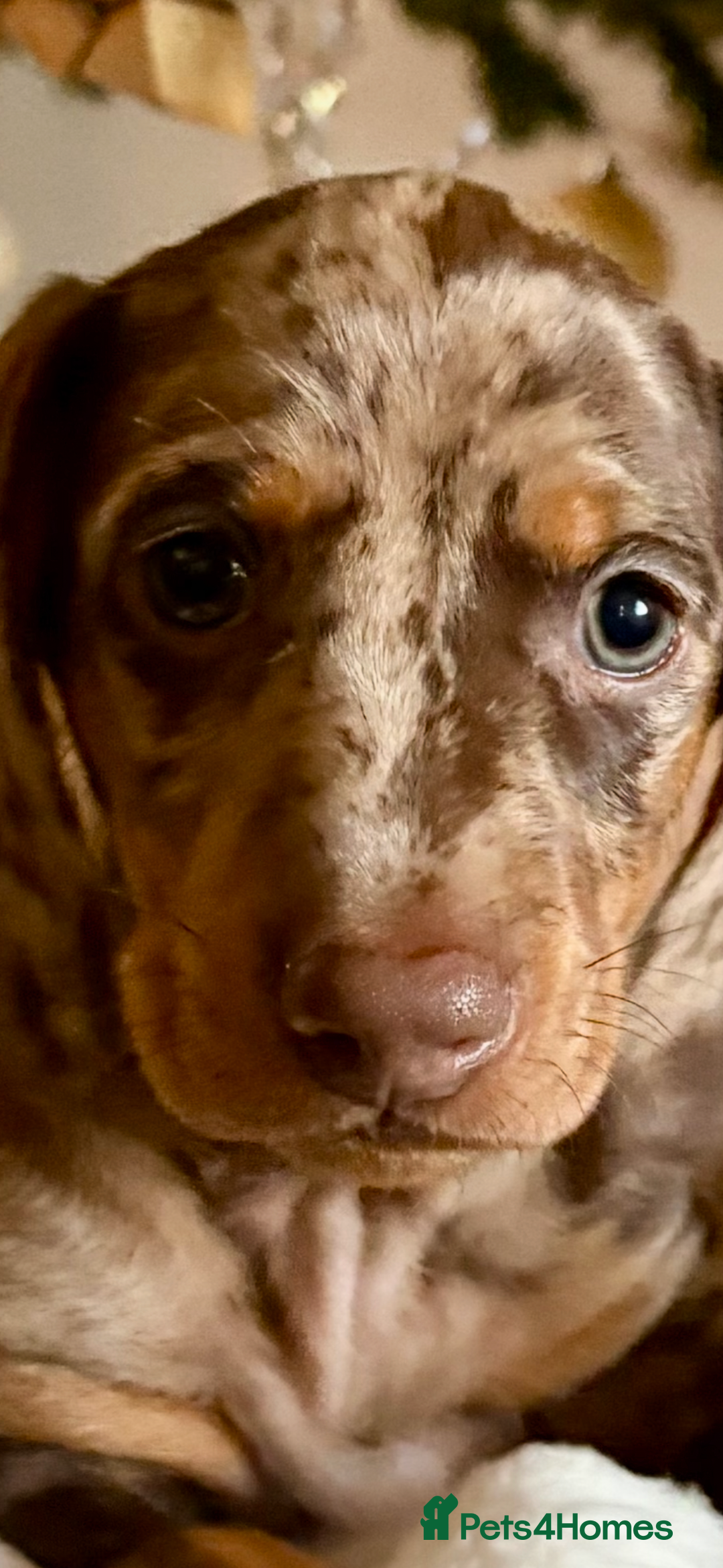 Dachshund dogs for sale: Standard dachshund puppies - Advert 11