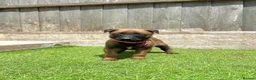 Belgian Shepherd Dog dogs for sale: KC Belgian Malinois Puppys for sale - Advert 11