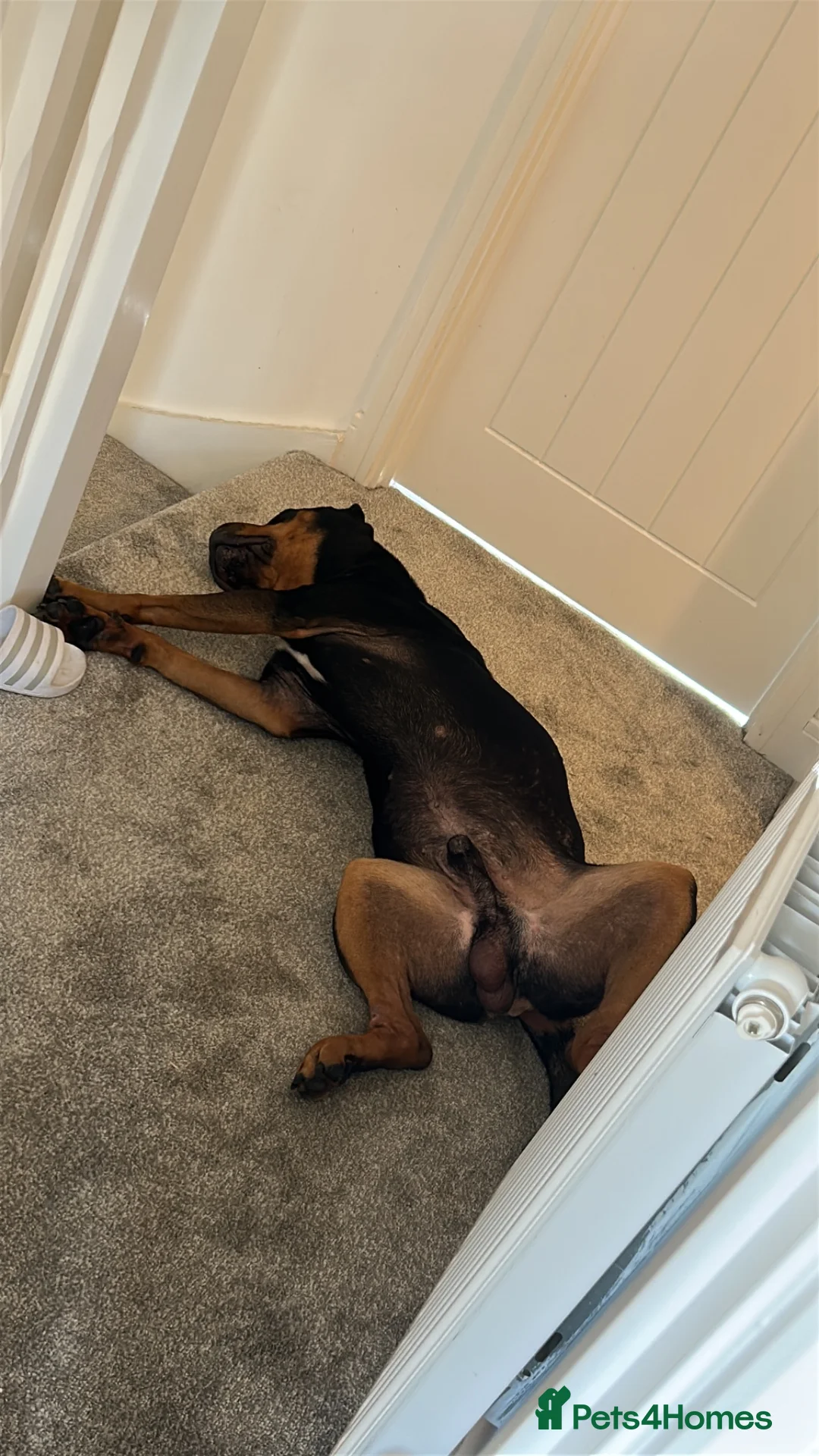 Rottweiler dogs for sale: rottweiller cross - Advert 2