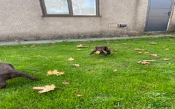 Cocker Spaniel dogs for sale: Adorable working cocker spaniel puppies  - Image 4