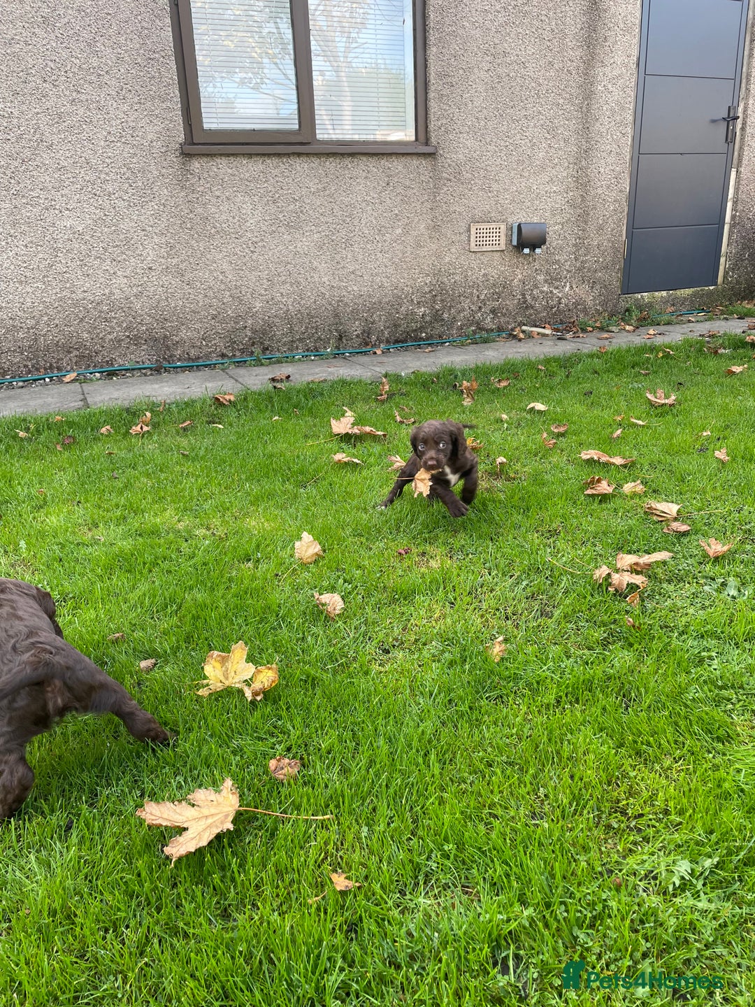 Cocker Spaniel dogs for sale: Adorable working cocker spaniel puppies  - Image 4