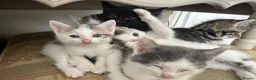 Mixed Breed cats for sale: Cute kittens - Advert 12