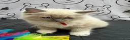 Ragdoll cats for sale: Beautiful Ragdoll Kittens Looking for Forever Home - Advert 11