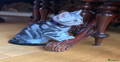 British Shorthair cats Stunning Female British Shorthair Tabby - Advert 2