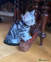 British Shorthair cats Stunning Female British Shorthair Tabby - Advert 2