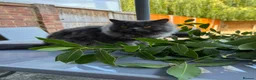 British Longhair cats for sale: Two British Blue longhair siblings - Advert 10