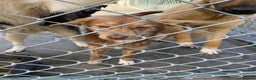 Mixed Breed dogs for adoption: Miriam, 14 months approx. Available for adoption.. - Advert 5