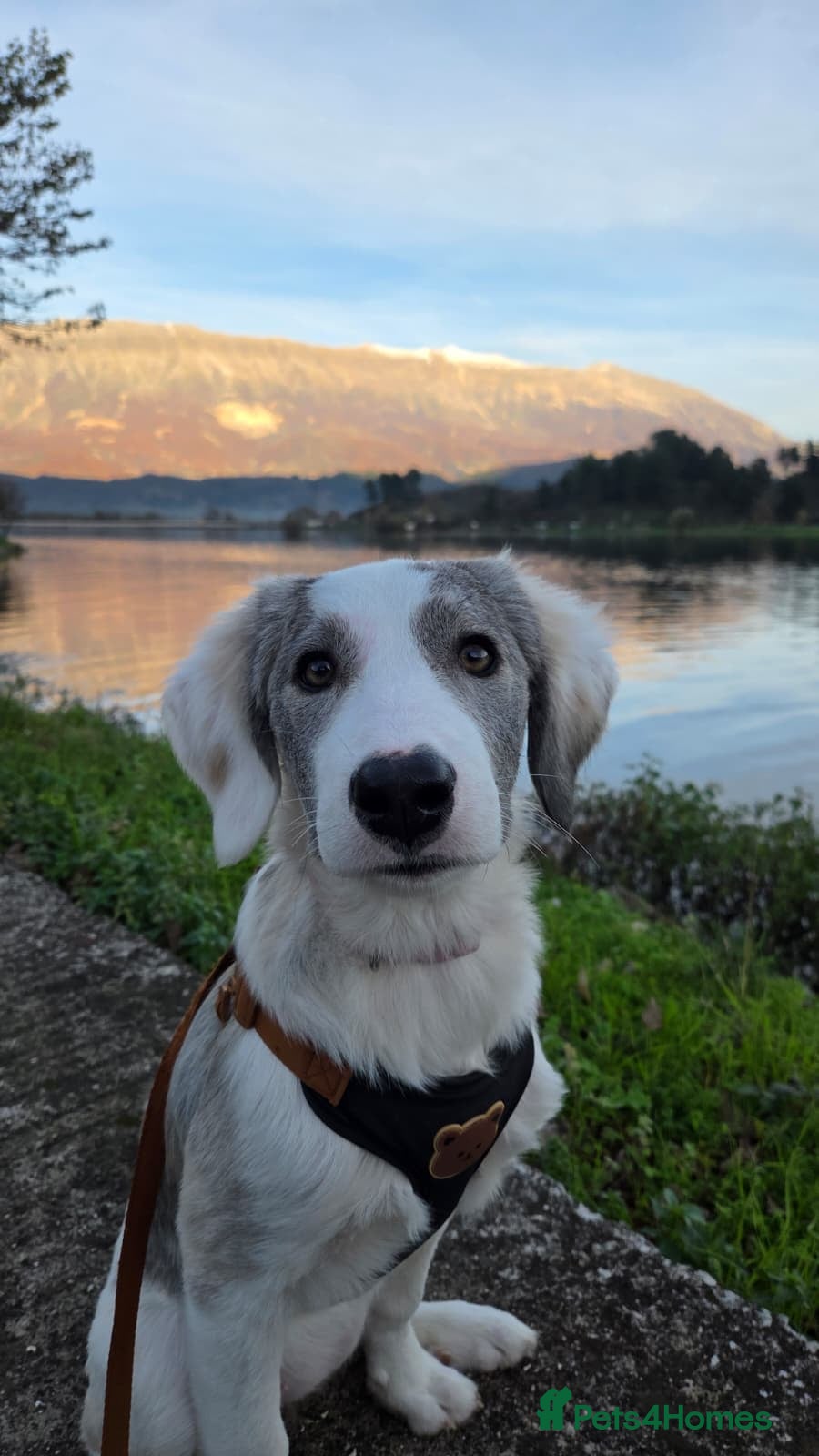 Mixed Breed dogs Riga needs a home  - Advert 1