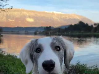 Mixed Breed dogs Riga needs a home - Advert 1