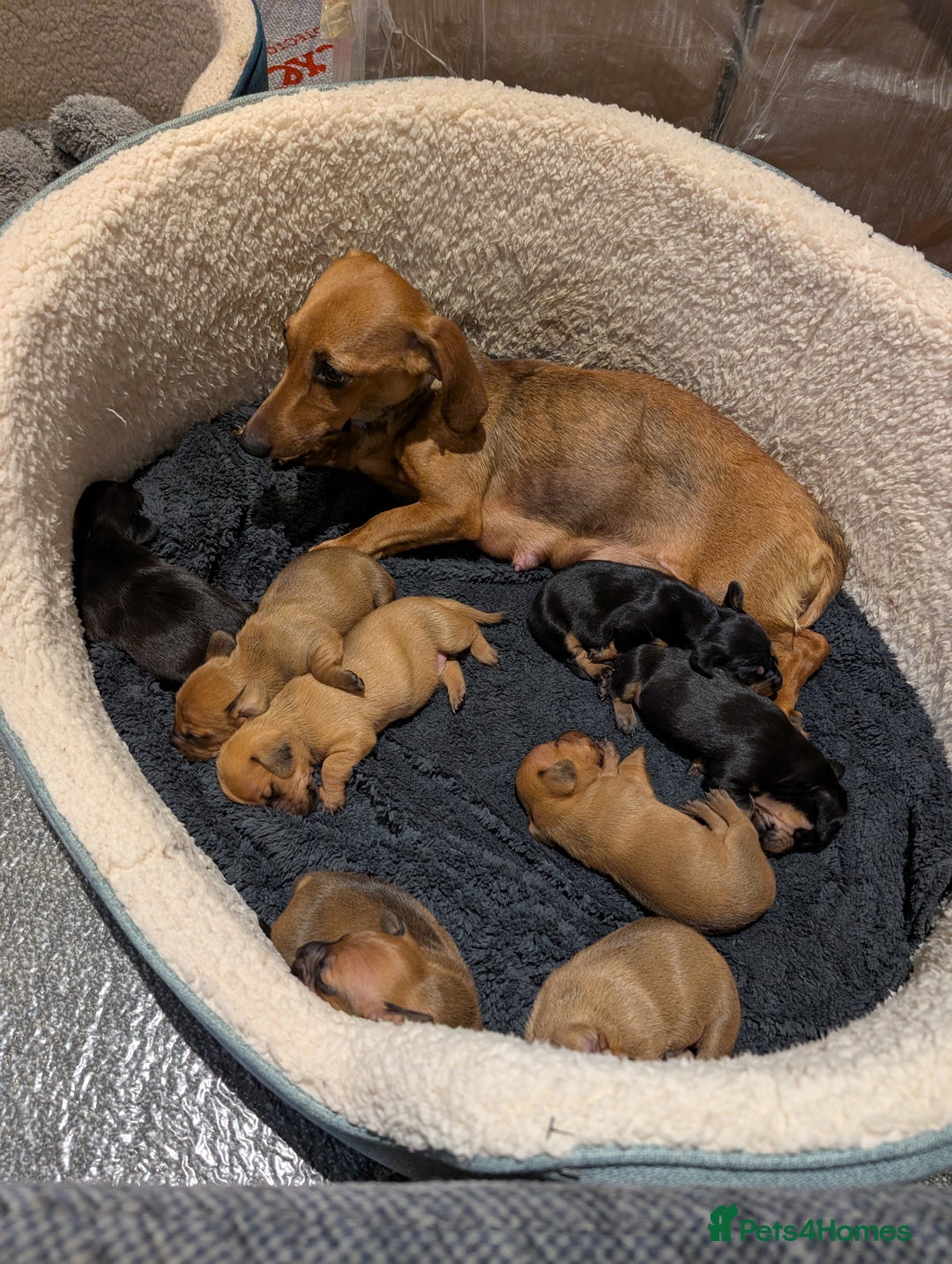Dachshund dogs for sale: 5 week Old Dachshunds - Image 6