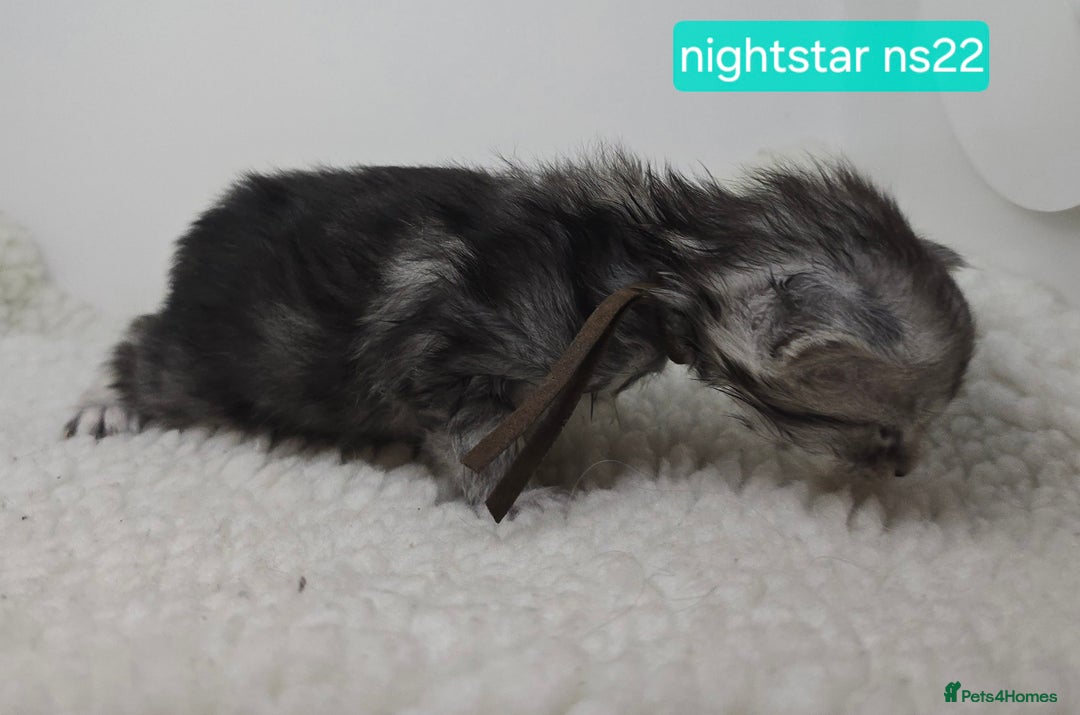 Maine Coon cats for sale: Maine Coon Kittens Silver Imported Shaded Lines - Image 5