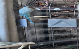 Ringnecks birds for sale: Rindian ring neck for sale  - Image 3