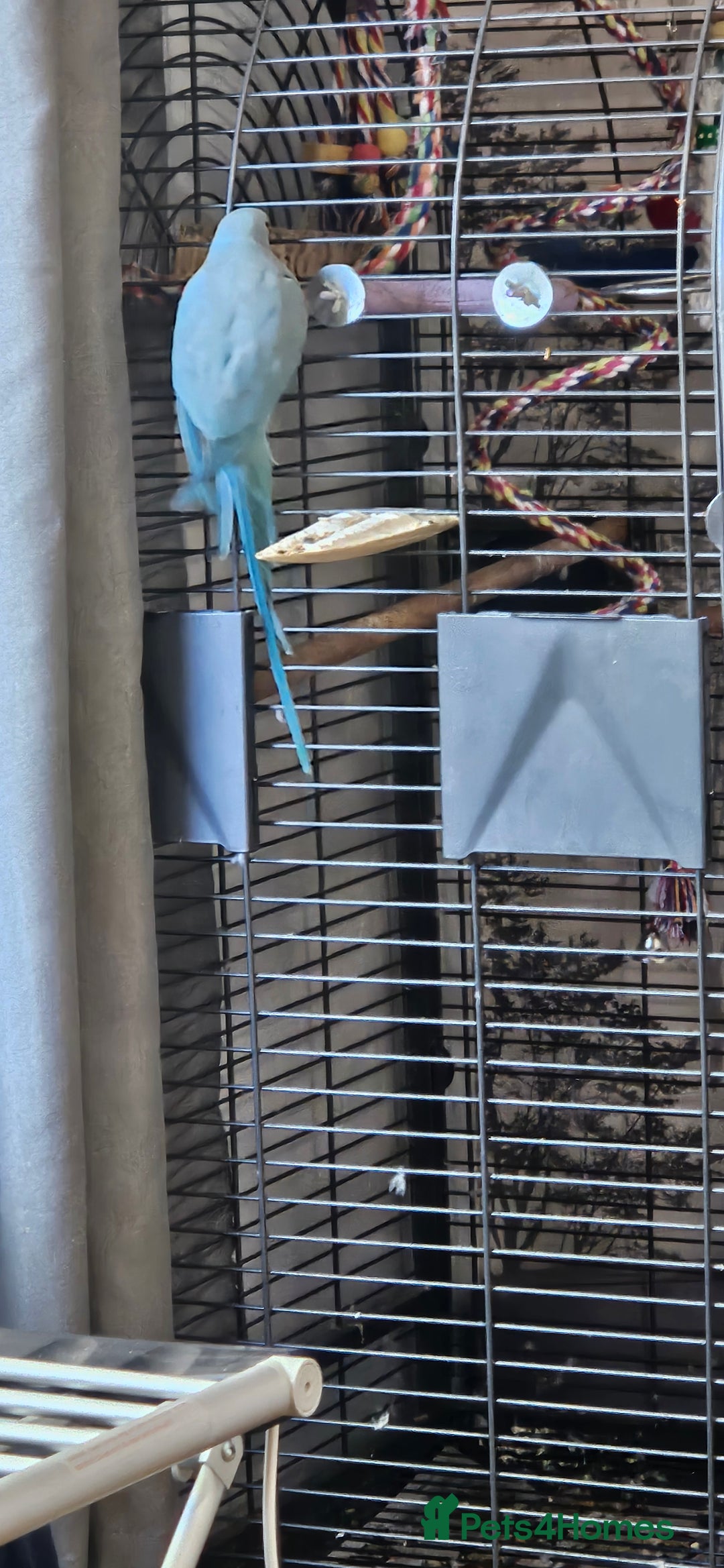 Ringnecks birds for sale: Rindian ring neck for sale  - Image 3