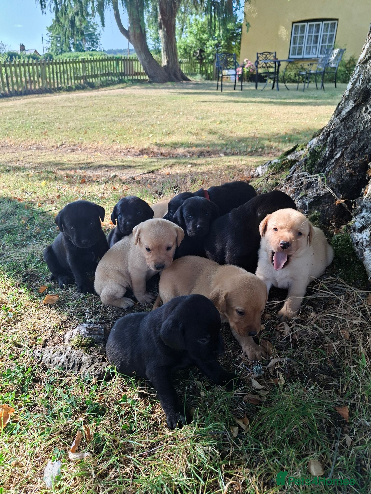 Labrador Retriever dogs Gorgeous KC registered puppies.  - Advert 14