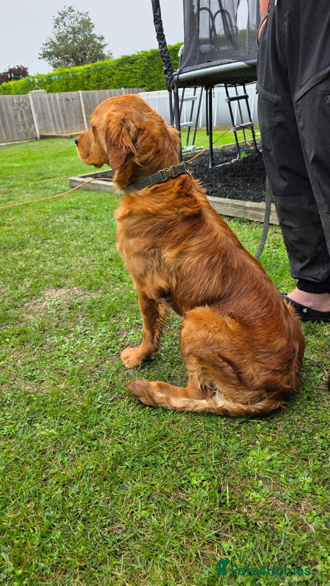 Golden Retriever dogs for stud: Dark Red Working Retriever  - Advert 2