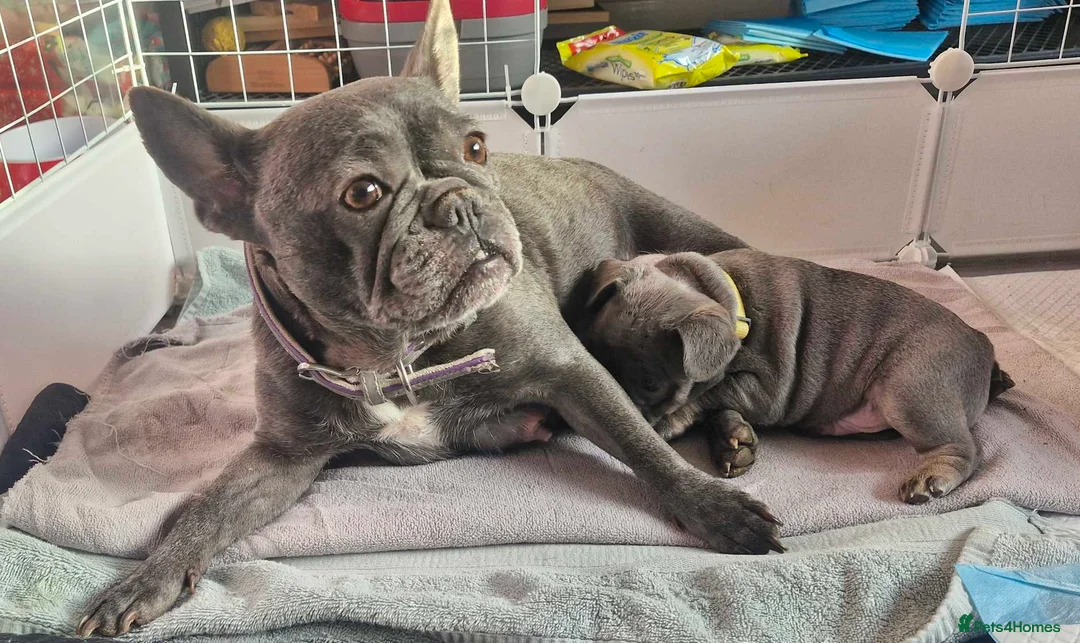 French Bulldog dogs for sale: French bulldog puppies for sale in Hornsea - Advert 2