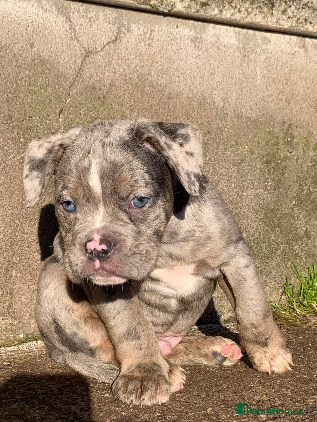 Olde English Bulldogge dogs for sale: 3 male puppy Olde English Bulldogges left - Advert 3