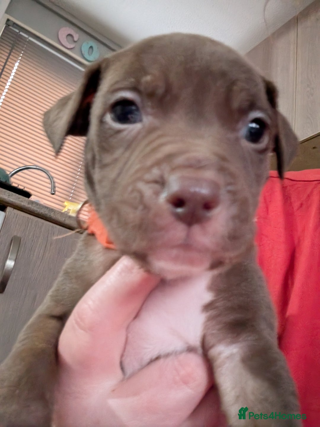 Mixed Breed dogs for sale: Beautiful American bulldog x staffie puppies  - Image 15