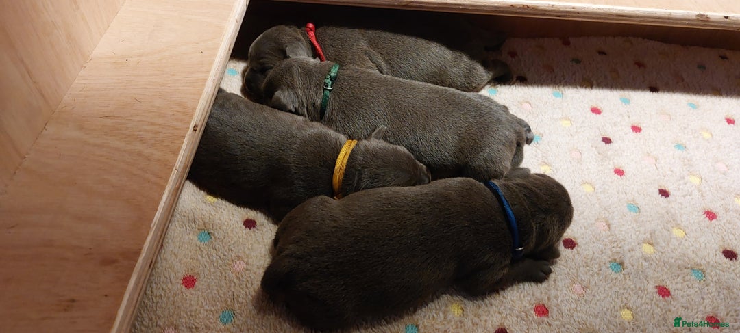 Staffordshire Bull Terrier dogs for sale: 💙KC Staffordshire Bull Terrier puppies 💙 - Advert 5