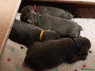 Staffordshire Bull Terrier dogs - Advert 20