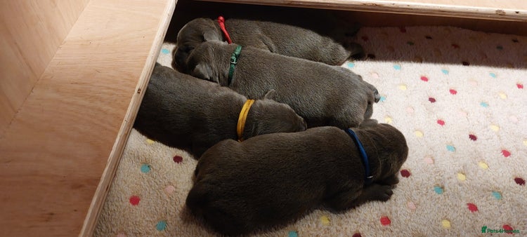 Staffordshire Bull Terrier dogs - Advert 8