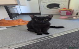 Domestic Shorthair cats for sale: 1 year old Female Cat - Image 3