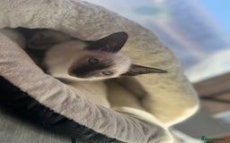 Siamese cats for sale: Siamese kittens - girls  - Image 5