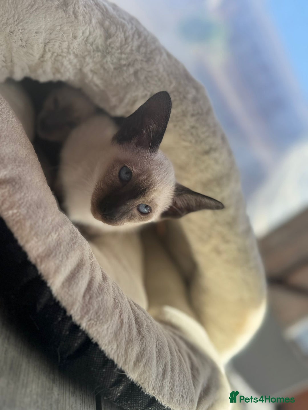 Siamese cats for sale: Siamese kittens - girls  - Image 5