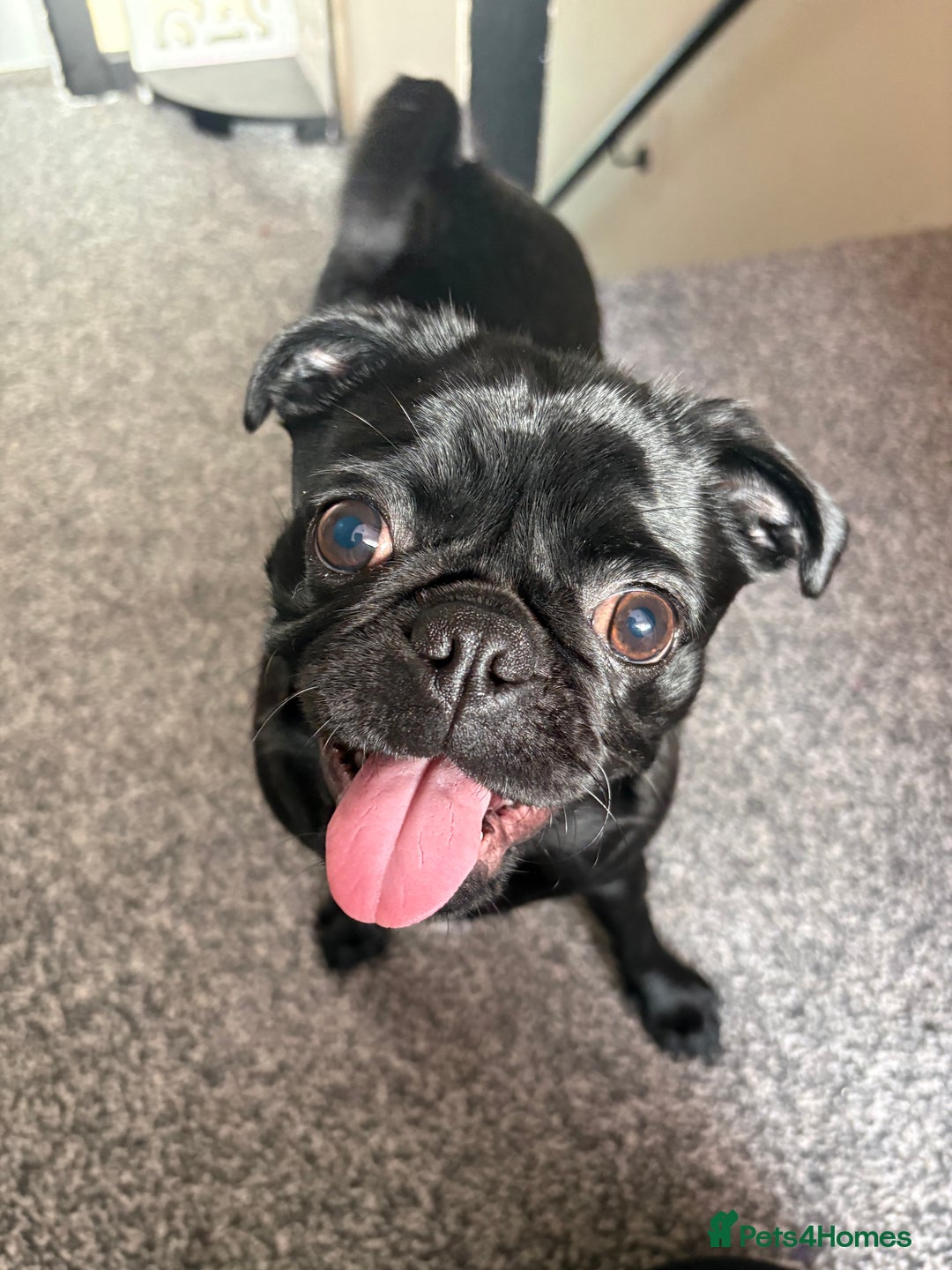 Pug dogs for sale: Edna the pug - Advert 2