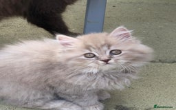 British Longhair cats for sale: 3 X BLH Haired kittens, READY NOW - Image 9