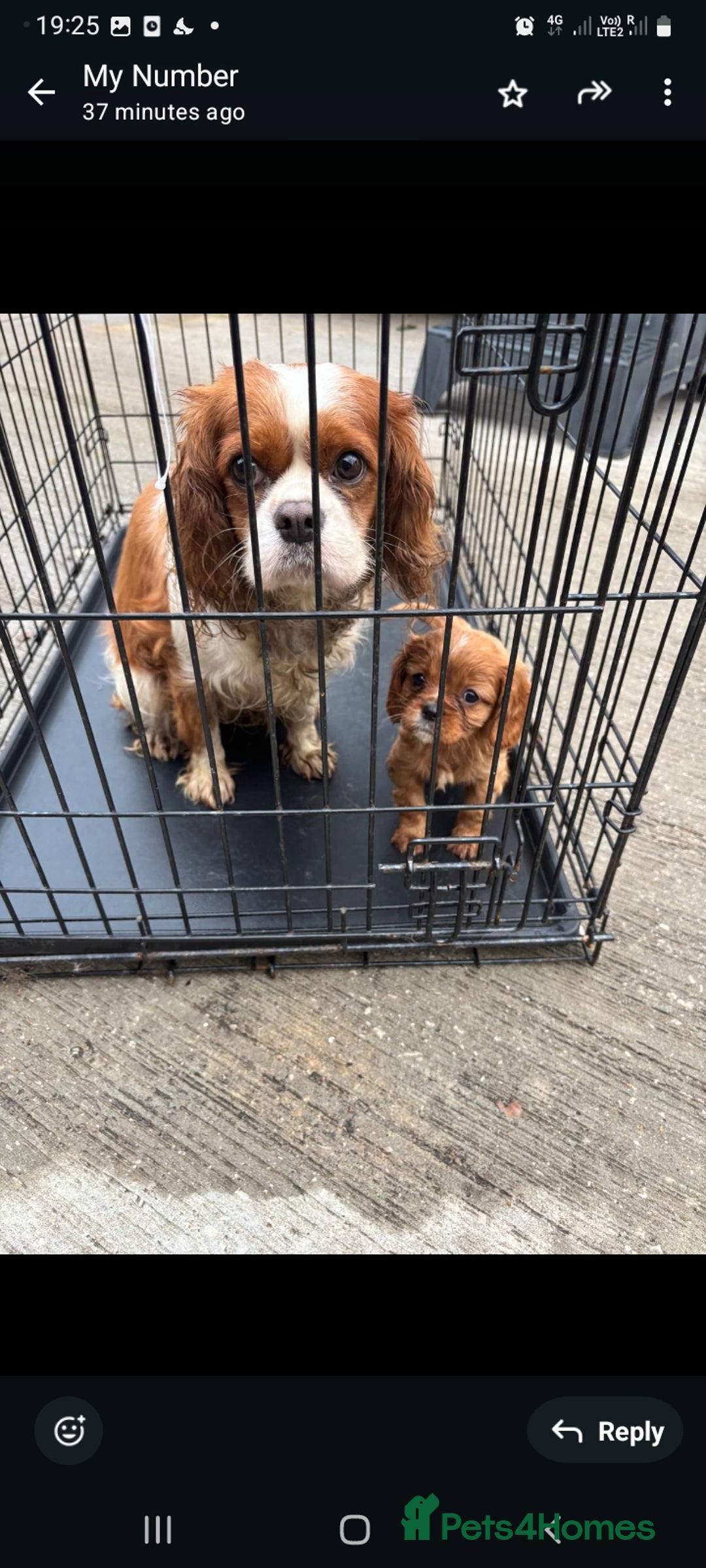 Cavalier King Charles Spaniel dogs for sale: Cavalier King charlies - Advert 10