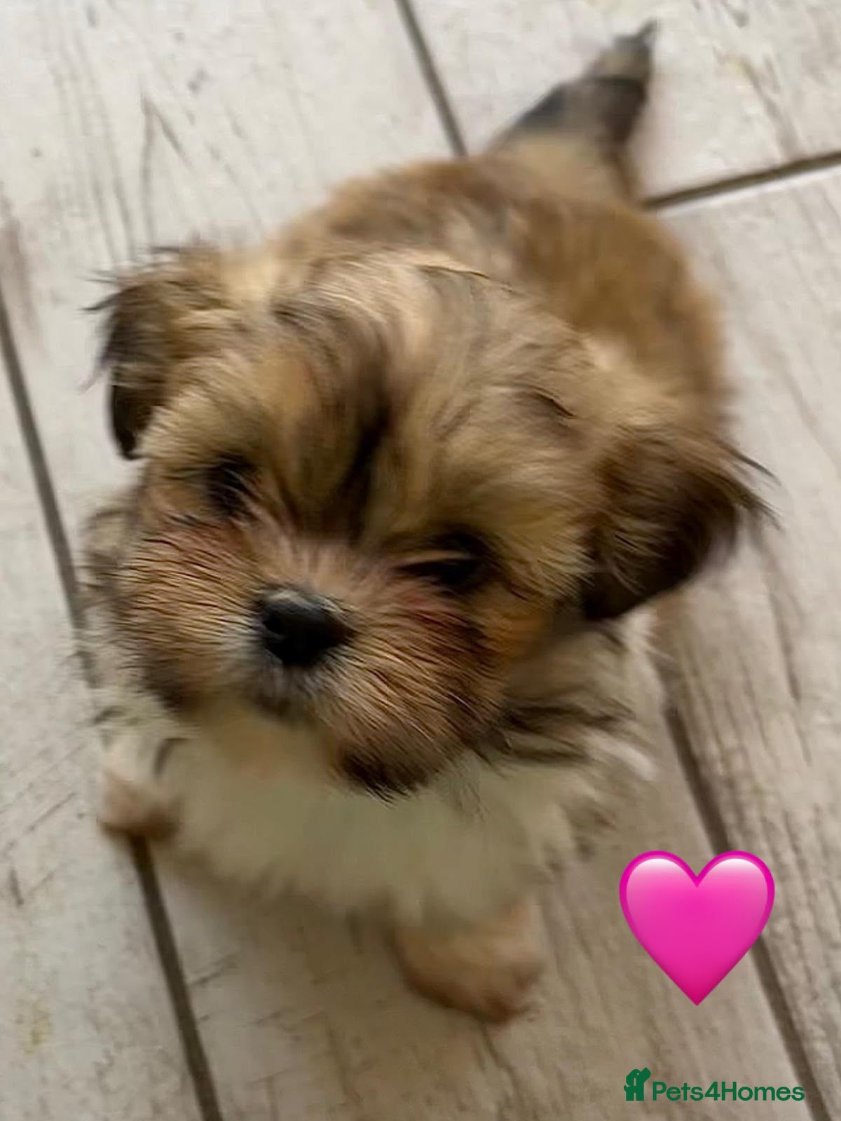 Lhasa Apso dogs One Beautiful Lhasa Apso Girl RKC reg GPRA4 Clear - Advert 7