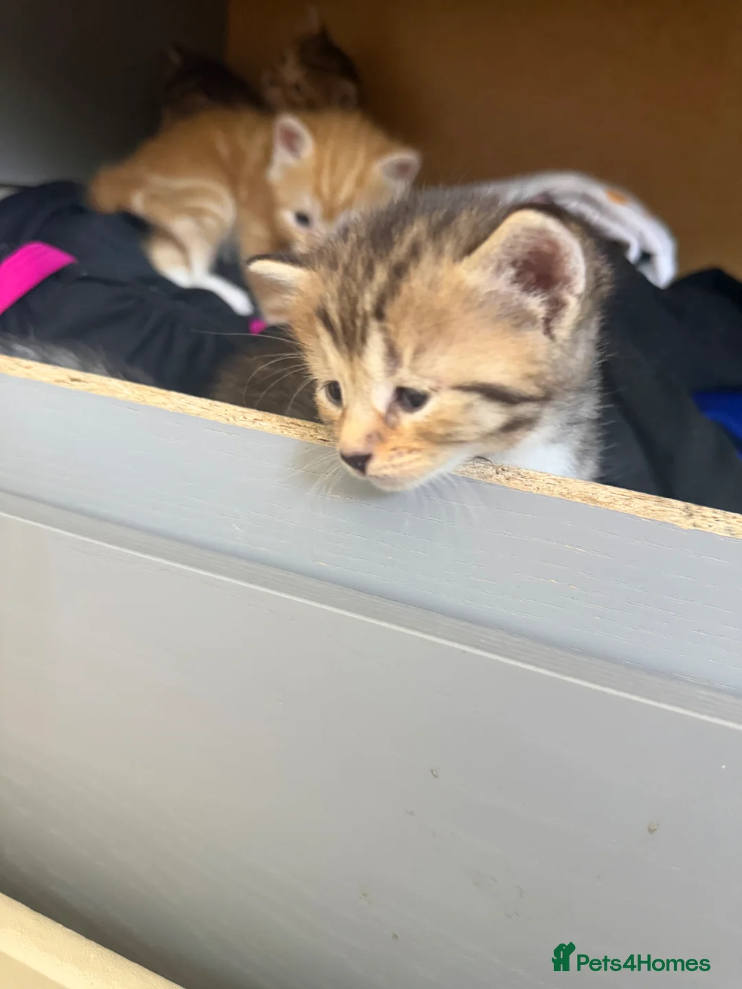 British Shorthair cats for sale: 8 gorgeous British short hair kittens - Advert 9