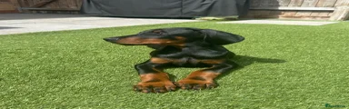 Doberman 4