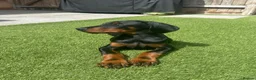Dobermann dogs for sale: READY TO COLLET NOW | RKC DOBERMAN | CHAMPION LINE - Advert 25