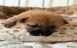 Japanese Shiba Inu dogs for sale: 🧡🦊 Beautiful K.C Shiba Inu Puppies Ready Soon - Image 9