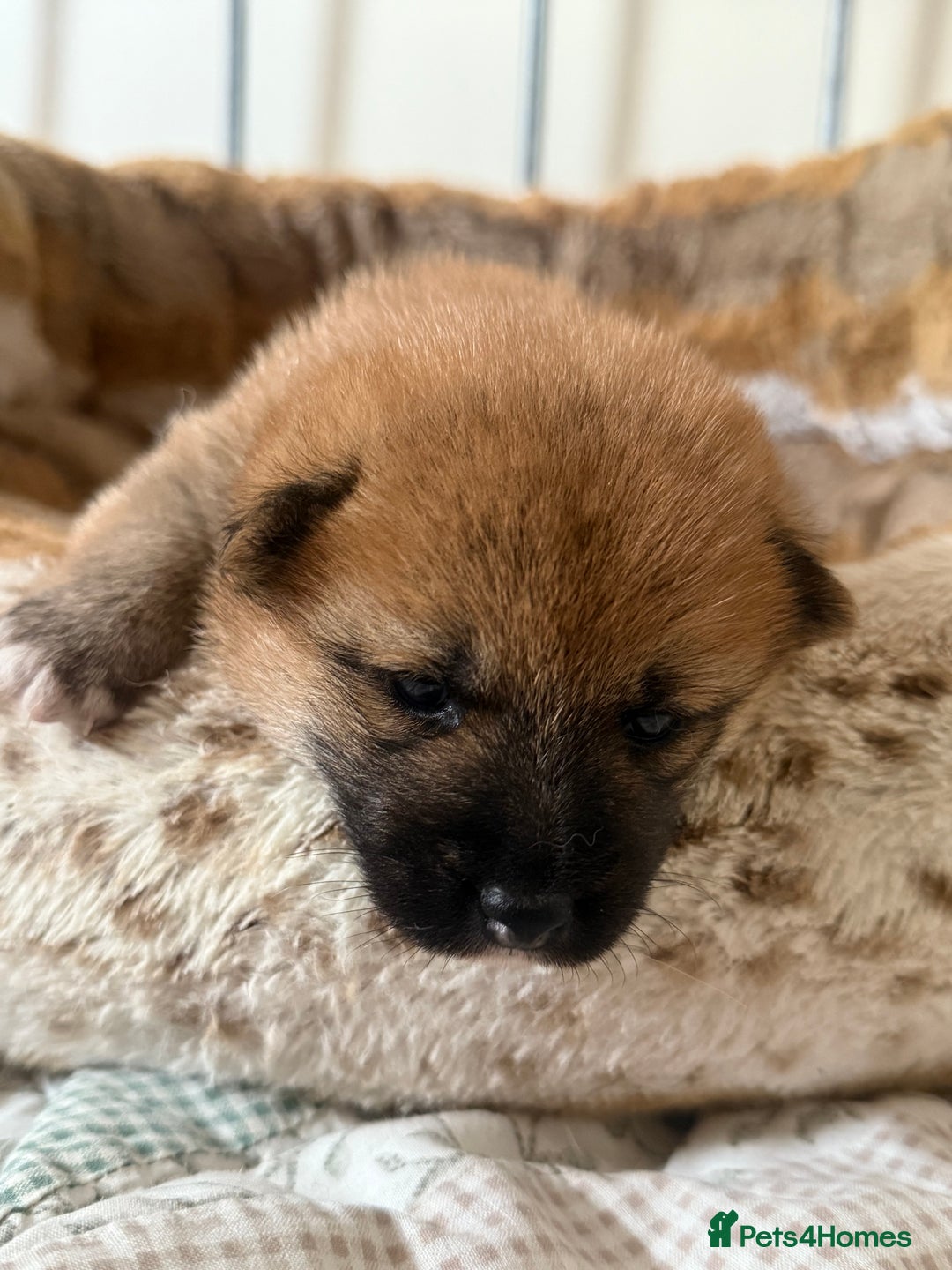 Japanese Shiba Inu dogs for sale: 🧡🦊 Beautiful K.C Shiba Inu Puppies Ready Soon - Image 9