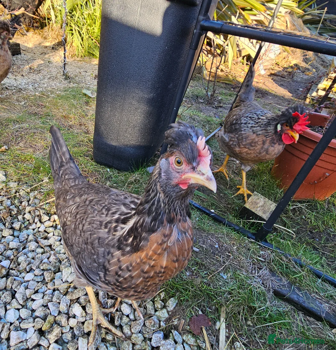 Chickens poultry for sale: Seramas and Cream Legbars - Advert 2