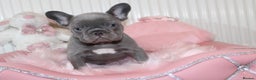French Bulldog dogs for sale: Solid lilac French bulldog’s  - Advert 4