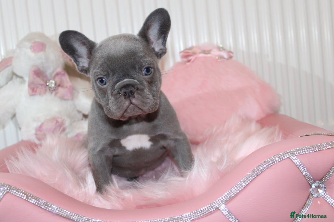 French Bulldog dogs for sale: Solid lilac French bulldog’s  - Advert 4