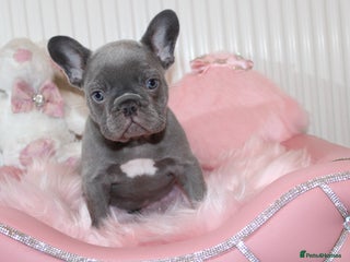 French Bulldog dogs Solid lilac French bulldog’s - Advert 16