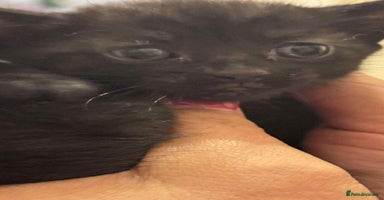 Mixed Breed cats - Advert 9