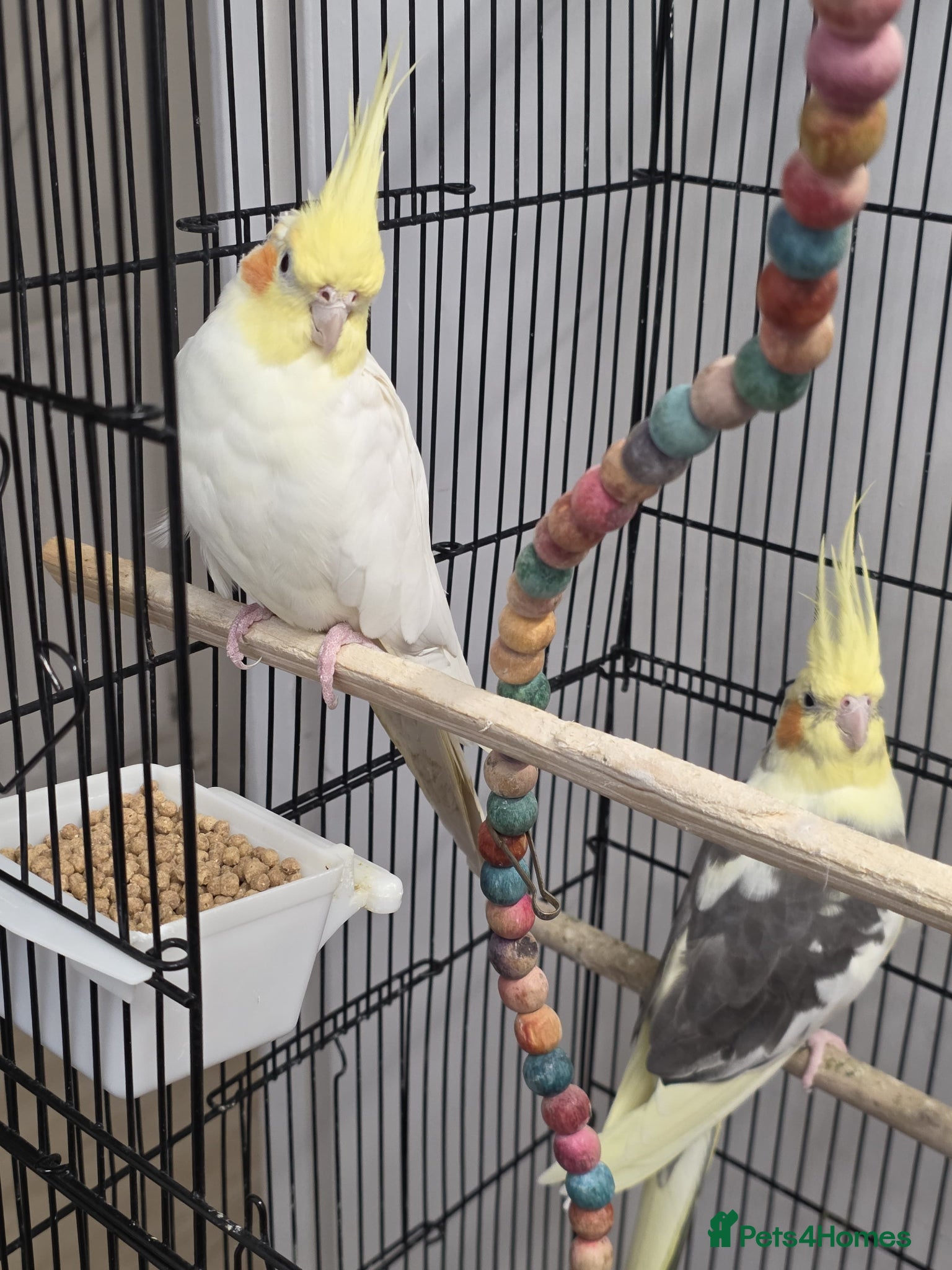 Cockatiels birds Bonded Cockatiel Pair for Sale – £150 - Advert 6
