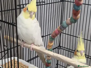 Cockatiels birds Bonded Cockatiel Pair for Sale – £150 - Advert 6