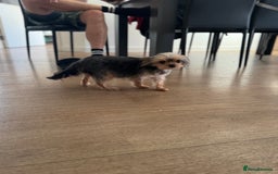 Yorkshire Terrier dogs for sale: Miniature yorkie - Image 5