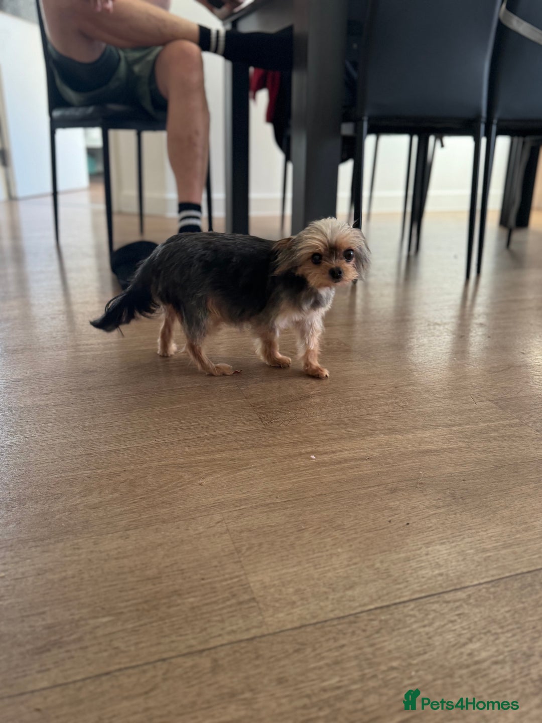 Yorkshire Terrier dogs for sale: Miniature yorkie - Image 5