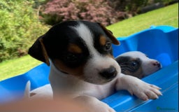 Jack Russell dogs for sale: 5 Jack Russell Puppies - Image 10