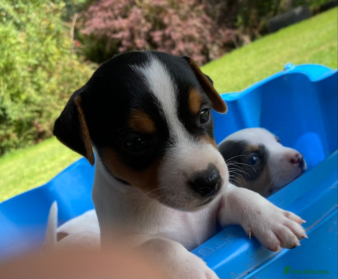 Jack Russell dogs for sale: 5 Jack Russell Puppies - Image 10