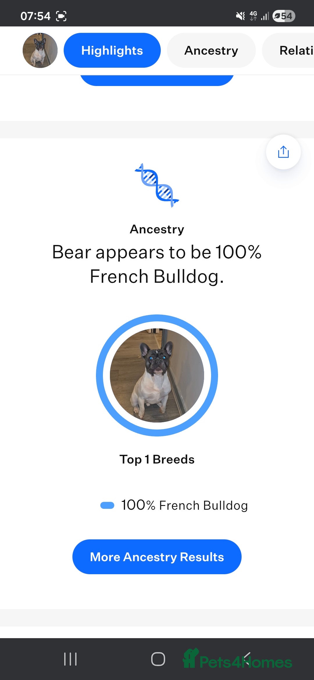 French Bulldog dogs for stud: Platinum pied French bulldog for stud - Advert 8