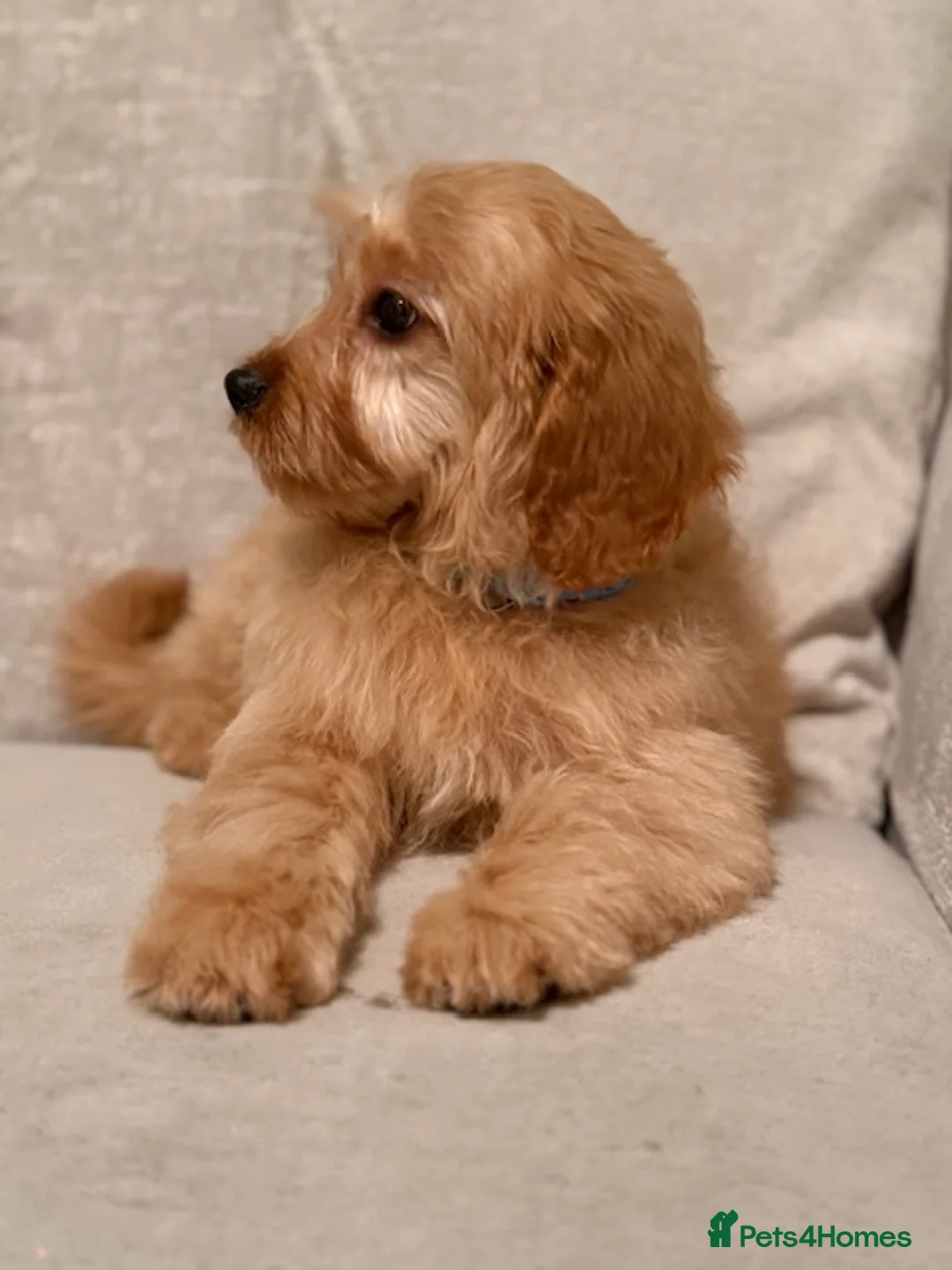 Cavapoo dogs for sale: Roll the cavapoo - Advert 7